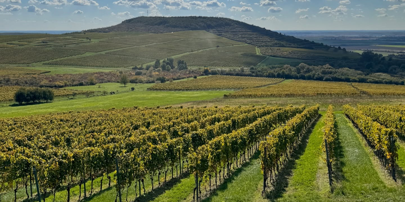 Vinice Tokaje vinařství Ostrožovič