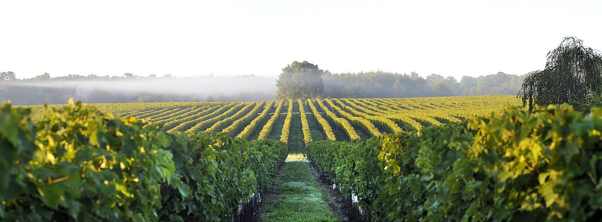 vinárske oblasti de Chevanceaux | Svět nápojů